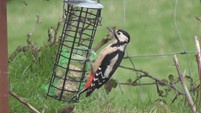 GREAT SPOTTED WOODPECKER